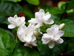 BBT能治療2度宮頸糜爛嗎？